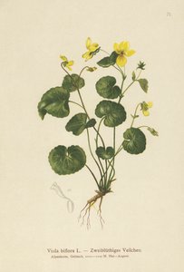 To-blomstret violet (Viola biflora) af German School